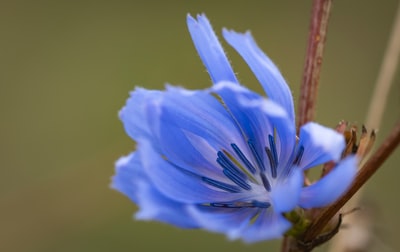 特写摄影中的蓝花与白花
